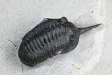 New Species Of Morocconites? Trilobite #4912-3